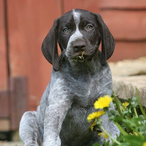 Meet your Posher, Hallie